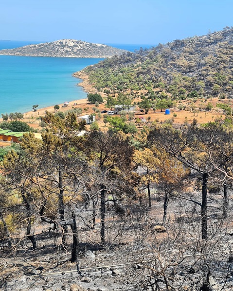 Mersin'de yaşanan orman yangınlarından fotolar