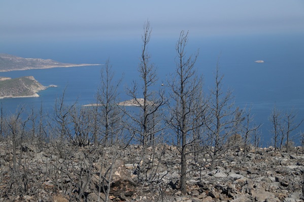 Mersin'de yaanan orman yangnlarndan fotolar