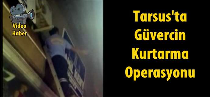 Tarsus’ta işyeri tabelası arasına sıkışan güvercini, itfaiye ekipleri kurtardı
