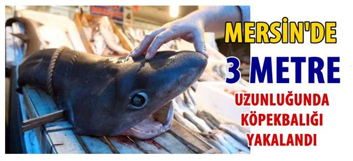 Balıkçılar, Mersin’de 3 metrelik köpek balığı yakaladı
