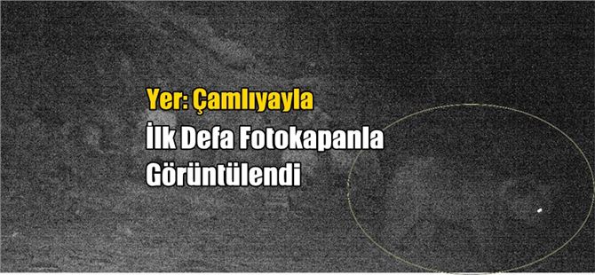 Çamlıyayla'da O Hayvan Fotokapanla İlk Kez Görüntülendi