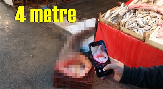 Mersin’de denizde yakalandı; boyu 4 metre
