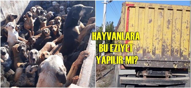 Alanya’dan Mersin’e bırakılmak üzere kamyonla 70 köpek getirildi!