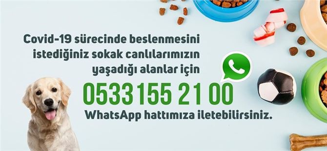 Sokak Hayvanlarinin Beslenmesi Icin Tarsus Ta Da Whatsapp Hatti Kuruldu