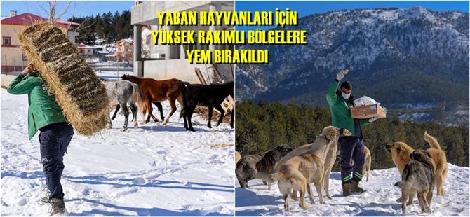 Büyükşehir Ekipleri, Yaban Hayvanları İçin Doğaya Yem Bıraktı