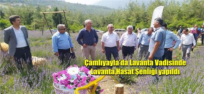 Çamlıyayla’da Lavanta Vadisinde Lavanta Hasat Şenliği yapıldı