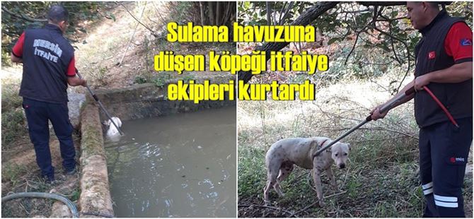 Sulama havuzuna düşen köpeği itfaiye ekipleri kurtardı