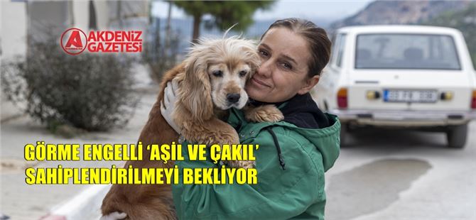 Engelli Patili Dostlar Büyükşehir Barınağında Güvende