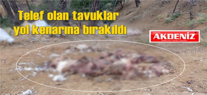 Telef olan tavuklar yol kenarına bırakıldı
