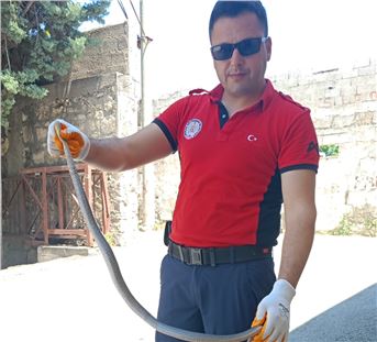Hastane bahçesinde yılan yakalandı 