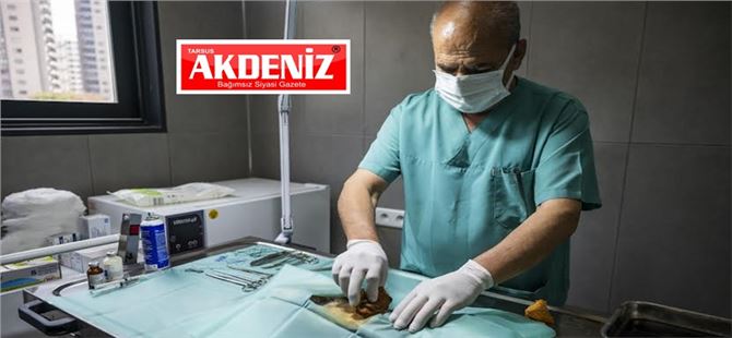 Sokakta Yaşayan Kediler İçin Büyükşehir’den ‘Kısırlaştırma’ Hizmeti