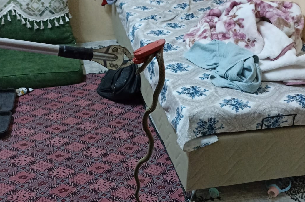Tarsus'ta eve giren yılanı itfaiye ekipleri yakaladı 